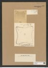 Diatomeae indet. Zeichnungen Sammlung Grunow Nr. 7601 (NHMW-BOT-W0376766)